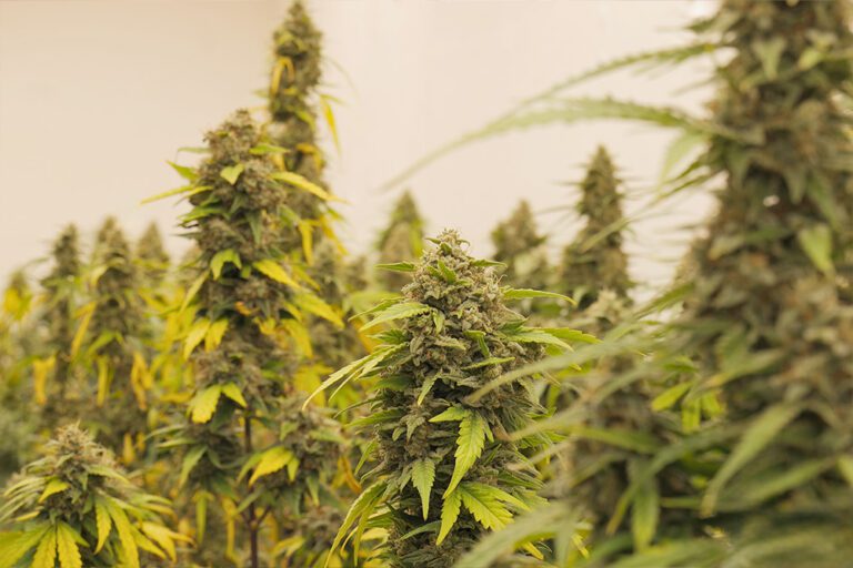 Automatisch blühende Cannabispflanzen kurz vor der Ernte beim CSC Niedersachsen e. V.