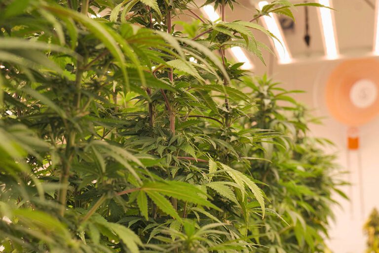 Fotoperiodische Cannabispflanzen vor Beginn der Blütephase im CSC Niedersachsen e. V.